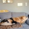 nprfan